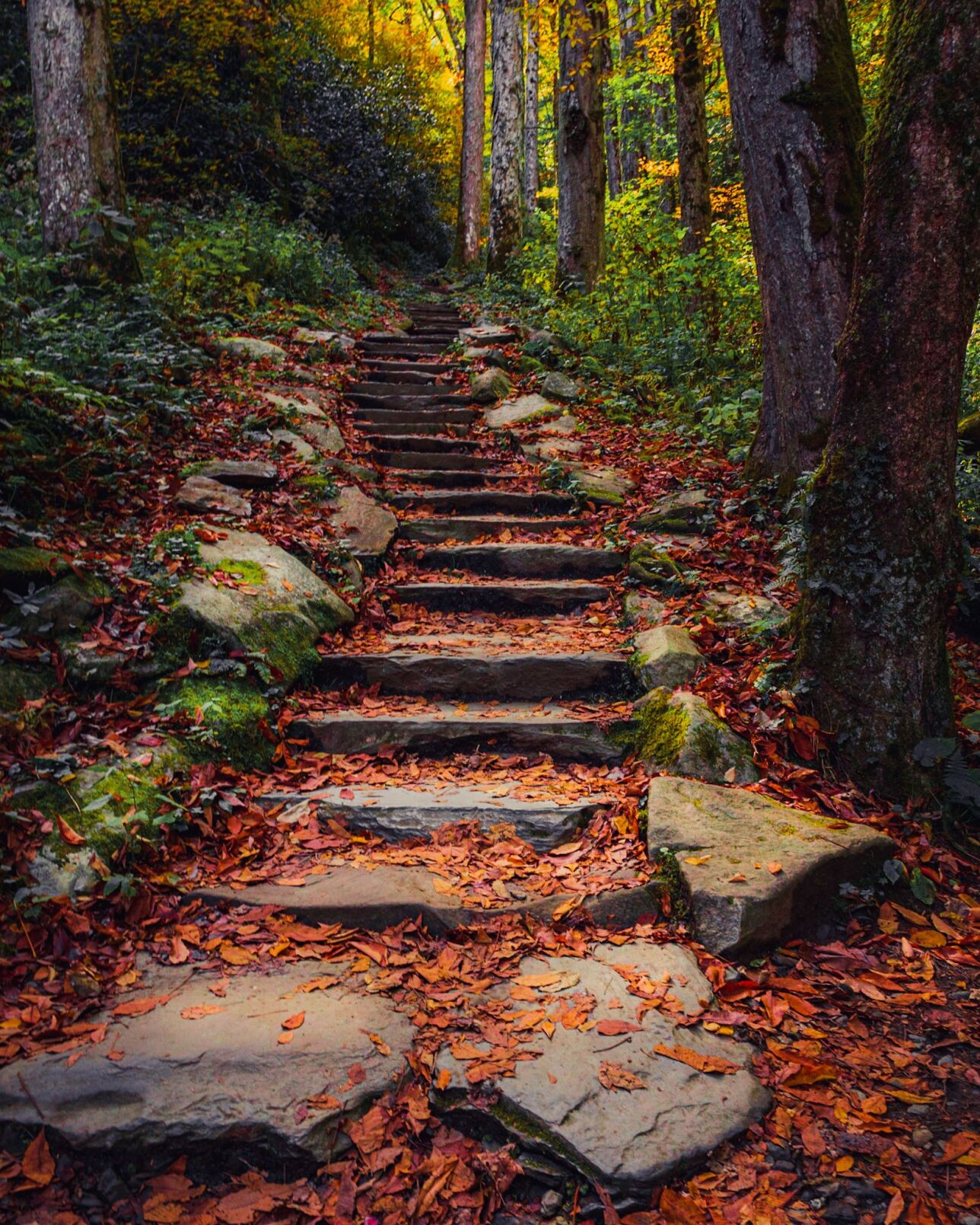 Great Smoky Mountains